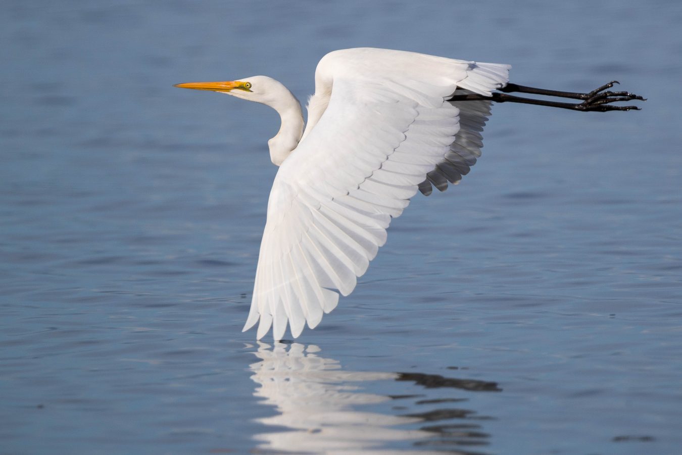 Great Egret