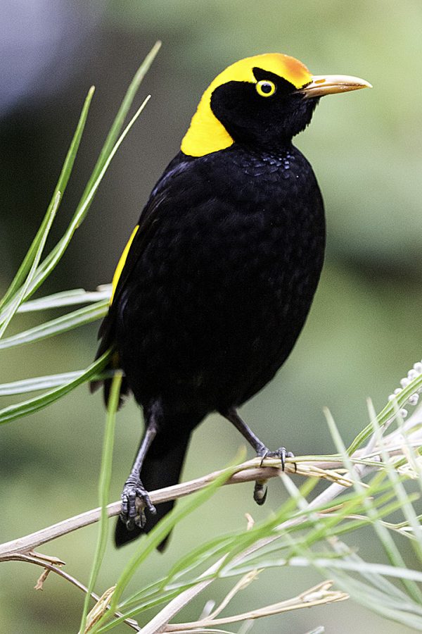 Regent Bower Bird