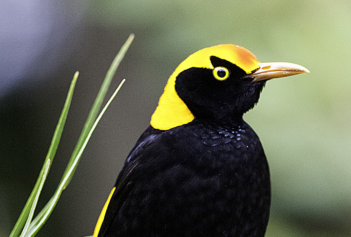 Regent Bowerbird